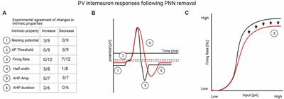 Impact of Perineuronal Nets on Electrophysiology of Parvalbumin Interneurons, Principal Neurons, and Brain Oscillations: A Review